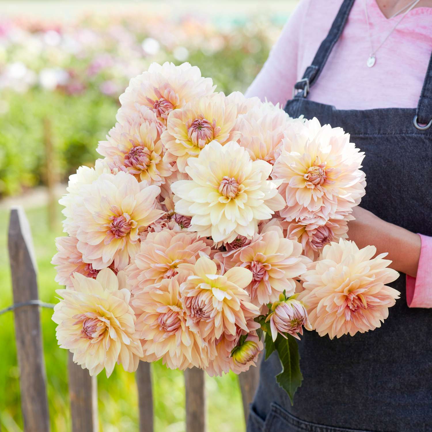 Daalia 'Joels Favorite'